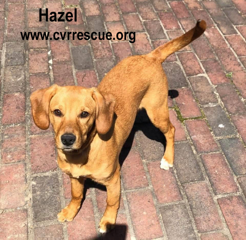 Hazel